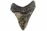 Fossil Megalodon Tooth - South Carolina #170452-1